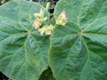 B. ‘Macushla’